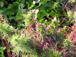 Die Nessel-Seide Cuscuta epithymum ein pflanzlicher Vollschmarotzer blüht im Juli an der Küste...