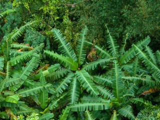 Aerial footage of tropical forest in summer
