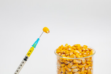 Corn kernels with syringe. Genetically modified crops, herbicide and insect resistant and agriculture research concept.