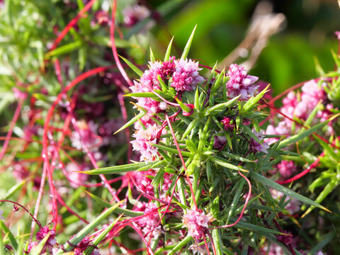Die Nessel-Seide Cuscuta epithymum ein pflanzlicher Vollschmarotzer blüht im Juli an der Küste von Falmouth Cornwall England