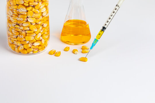Corn kernels with syringe. Genetically modified crops, herbicide and insect resistant and agriculture research concept.