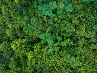 Aerial footage of tropical forest in summer