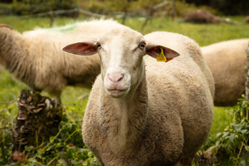 Obraz premium Sheep in a meadow on green grass in autumn. Portrait of sheep. Herd of sheep grazing