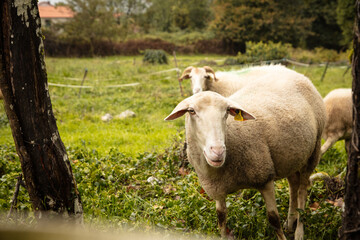 Naklejka premium Sheep in a meadow on green grass in autumn. Portrait of sheep. Herd of sheep grazing