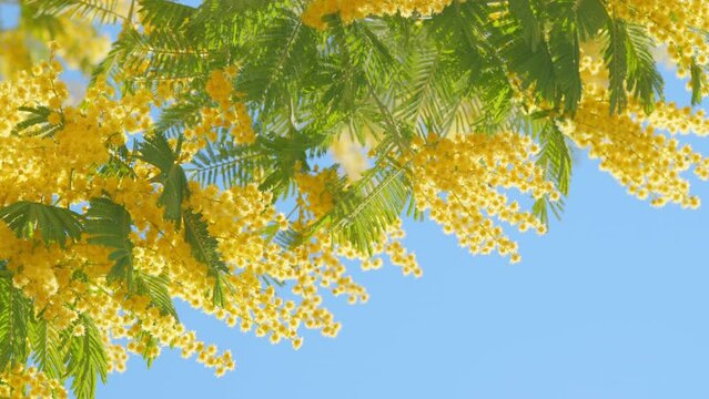 Yellow Mimosa Flowers. Holiday Spring Background. Beautiful Blooming Mimosa Or Acacia Dealbata. Close up.