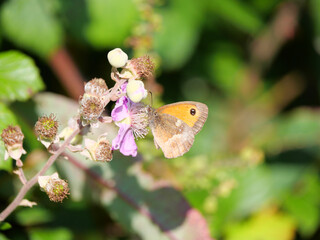 Rotbraunes Ochsenauge (Pyronia tithonus) Schmetterling aus der Familie der Edelfalter (Nymphalidae)