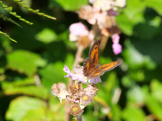 Rotbraunes Ochsenauge (Pyronia tithonus) Schmetterling aus der Familie der Edelfalter (Nymphalidae)