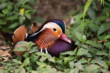 Pato-Mandarim (Aix galericulata)