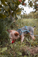 a small dog eats an apple