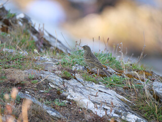 Ein Strandpieper Anthus petrosus sucht zwischen der kargen Vegetation auf den Küstenfelsen von...