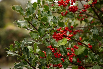 Branch of a holly tree with berries