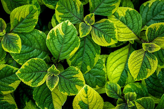 Green and yellow leaves of Silverleaf spurflower, Swedish Ivy, Brazilain coleus, November lights (Plectranthus oertendahlii). Member of mint and sage family Lamiaceae. Colorful wallpaper background