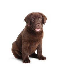 Cute chocolate Labrador Retriever puppy on white background