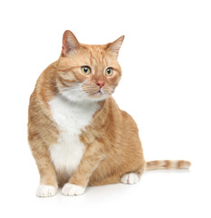 Cute ginger cat on white background. Adorable pet