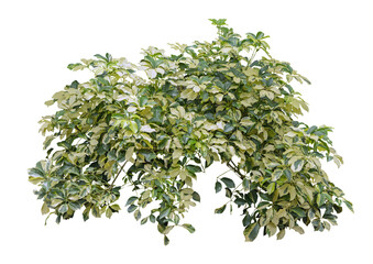 Tropical variegated plants flower bush shrub tree isolated on white background with clipping path.