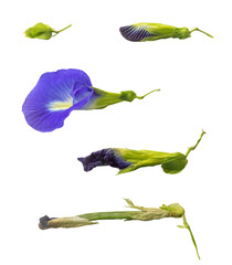A set of five stages of Asian pigeonwings or Clitoria ternatea aka butterfly pea flower, isolated PNG images