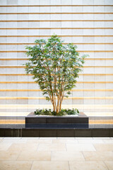 tree in an office