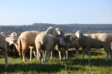 Cute sheep grazing outdoors on sunny day. Farm animals