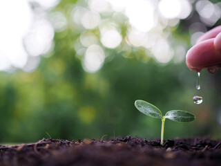 Close up of woman's hand watering a young plant in the garden