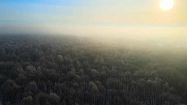 Aerial view of foggy morning over snow covered white forest with frozen trees in cold winter. Dense wild woodland in wintertime