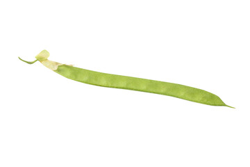 Seed pod of Blue pea, Darwin pea, Aparajita,  Asian pigeonwings or Clitoria ternatea aka butterfly pea flower. Selective focus, shallow depth of field