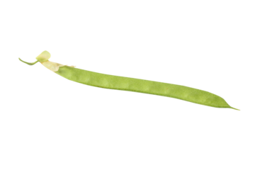 Seed pod of Blue pea, Darwin pea, Aparajita,  Asian pigeonwings or Clitoria ternatea aka butterfly pea flower. Selective focus, shallow depth of field