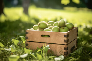 Wooden box full of kiwi fruit after harvesting. Orchard as background