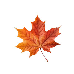 Naklejka na ściany i meble autumn maple leaf isolated no background