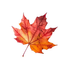 Fototapeta premium autumn maple leaf isolated no background