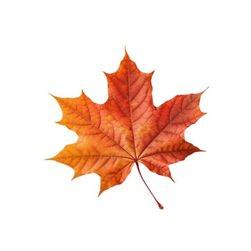 autumn maple leaf isolated no background