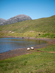 Connemara landscape, lake, sheep and mountains in Ireland. Shot in 2023.