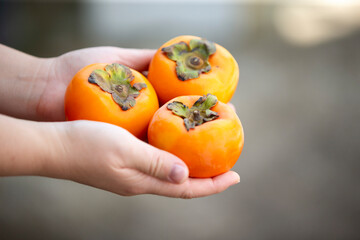 Ripe persimmon fruit in woman hand. Selective focus.