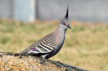 Close up portrait of a crested pigeon bird standing on grass