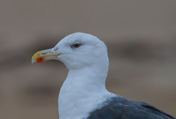Great Black Backed Gull wandering the shoreline, Maine, fall, 2023. 