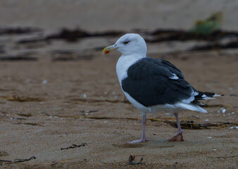 Great Black Backed Gull wandering the shoreline, Maine, fall, 2023. 