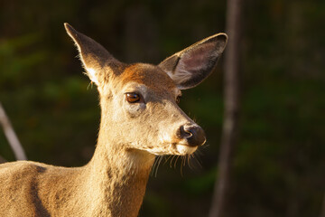 Young Doe walking through forest in early morning light. Maine, Summer.