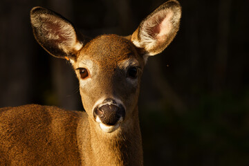 Doe wandering through forest in early morning light. Maine, Fall. 