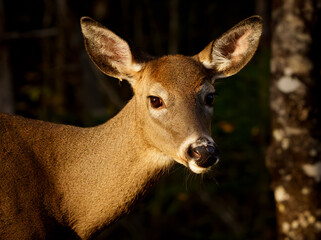 Doe wandering through forest in early morning light. Maine, Fall. 