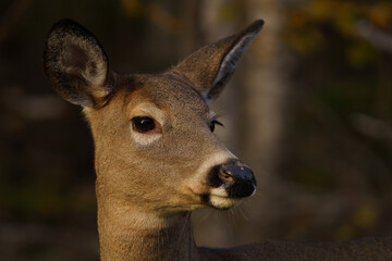 Doe wandering through forest in early morning light. Maine, Fall. 
