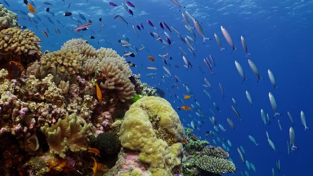 A school of Doubleline Fusiliers and other reef fish swim above porites coral, Great Barrier Reef. 