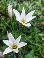 Beautyfull little flower