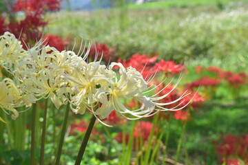 彼岸花　ヒガンバナ　リコリス　曼珠沙華　岡山　真庭市川東公園
