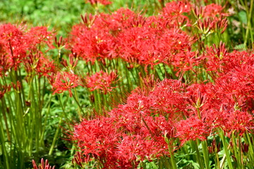 彼岸花　ヒガンバナ　リコリス　曼珠沙華　岡山　真庭市川東公園