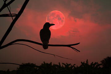 A crow perches on a dry branch of a large tree amidst the eerie atmosphere of a full red moon in...