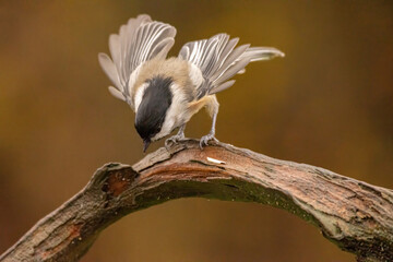 Black Capped Chickadee dropping to a branch