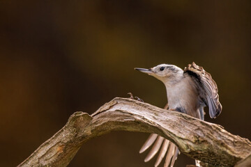 White Breasted Nuthatch flying