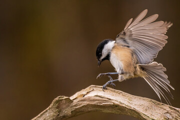 Black Capped Chickadee landing