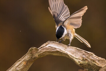 Black Capped Chickadee taking flight