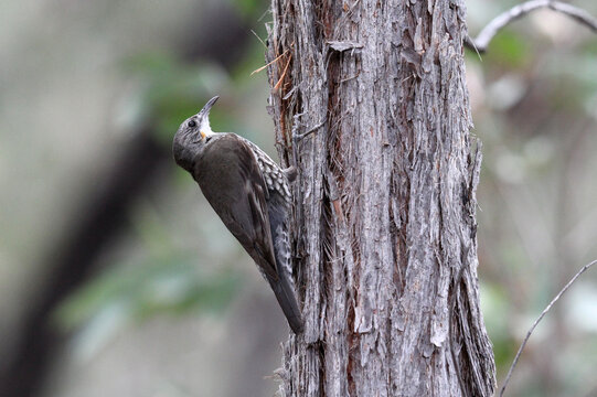White-throated treecreeper bird perched on the side of a tree trunk