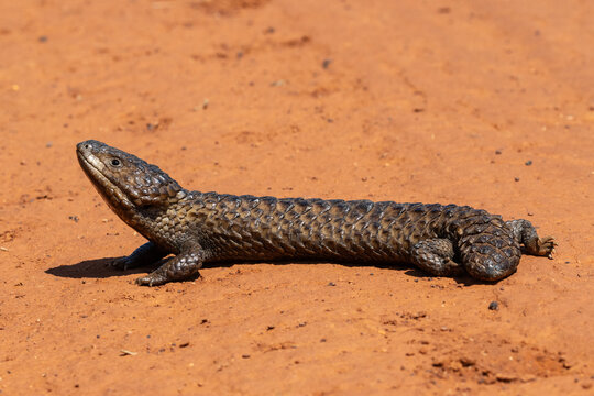 Australian Shingleback or Bobtail Lizard